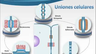 5 Uniones celulares [upl. by Ydisac]