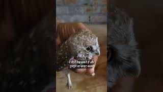 scops owl or spotted owlet Mein different india birds savewildlife owl owlet owle thebiharguy [upl. by Atok385]