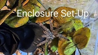 Enclosure SetUp for Heteroscodra Maculata AKA Togo Starburst Baboon Tarantula [upl. by Ul]