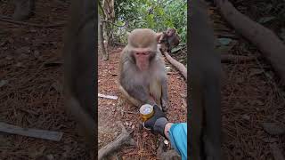 Fantastic Beasts on TikTok Animals Monkeys Cant Open [upl. by Johathan954]