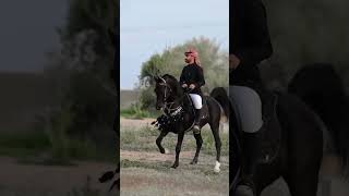 Amazing black arabian stallion arabian horse [upl. by Ravel]