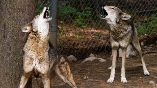 Red Wolf Howling [upl. by Elyssa]