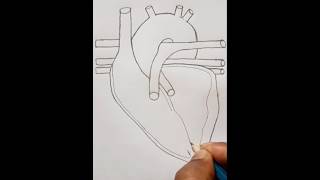 Heart diagram practice exam biology heart [upl. by Ramahs]