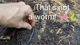 What looks like a worm but isnt a worm A unique garden find [upl. by Doloritas]