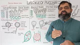 Life Cycle of Puccinia English medium  Prof Masood Fuzail  Rusts Fungi  TeleutosporesTeliospores [upl. by Della368]