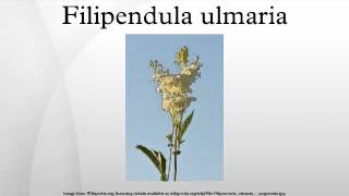 Filipendula ulmaria [upl. by Ahsenak]