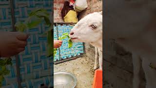 Bakra Bado badi eid trending youtubeshorts song [upl. by Ahsaele31]