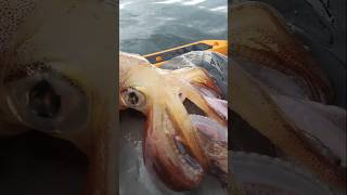 Calamars session fishing fish pecheur [upl. by Reeve]