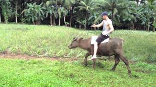 Kalabaw Riding In The Philippines [upl. by Wales]