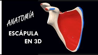 Anatomía  Escápula en 3D Caras Bordes Inserciones [upl. by Zealand43]