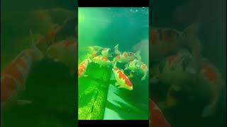 Koi life micro shot 🐠  Japanese Koi 💦  Expensive Koi  KOI FISH  koifish koi [upl. by Herbie]