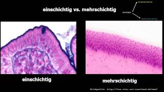 Histologie ─ Oberflächenepithelien [upl. by Gnauq87]