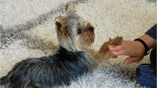 Teaching a Yorkie Puppy Tricks [upl. by Ettenrahs]