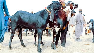 Bakra Mandi Sahiwal ki update betal Baredar Bakry 03124058010 Altaf goat farm [upl. by Paulie]