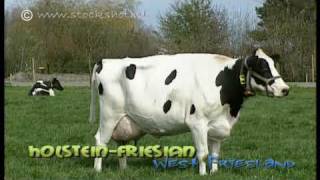 HolsteinFriesian dairy cattle in WestFriesland [upl. by Coombs670]