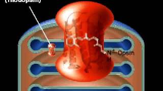 Molecular mechanism of Vision  Retina  Rhodopsin [upl. by Anyd]