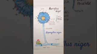 Aspergillus niger 🍄 microbiology mycology [upl. by Ruskin]