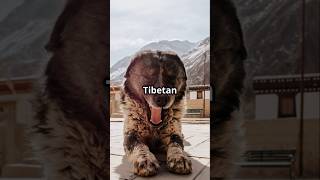 Fascinating Lhasa Apso Facts You Didnt Know fascinatingcreatures amazingfacts animals facts [upl. by Catt883]