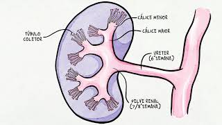 Embriologia do Sistema Urinário Ilustrada [upl. by Gerrald384]