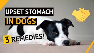 🤢🐶3 REMEDIES For Upset Stomach In Dogs [upl. by Schwab]