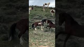 La Majestad Salvaje de América shorts caballomustang mustang [upl. by Eneryt]