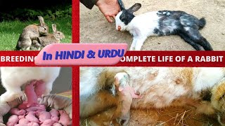 The Complete Guide to Rabbit Life Breeding Birth and Baby Care [upl. by Laud250]