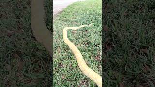 BURMESE Python handling reptiles burmesepython [upl. by Cleavland]