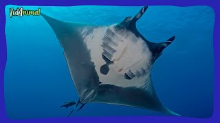 TODO SOBRE LA MANTARRAYA OCEÁNICA GIGANTE [upl. by Eilra]