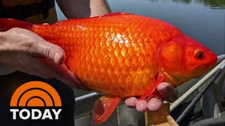 Giant goldfish are wreaking havoc on freshwater lakes [upl. by Onitrof]