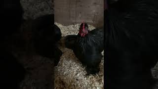 Black cochin bantam cockerels [upl. by Einattirb]