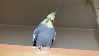 Watching birb in the kitchen [upl. by Aerahs]