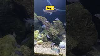 cichlid aquarium fishaquarium fishtank aquascape babyanimals baby fish [upl. by Dnomhcir]