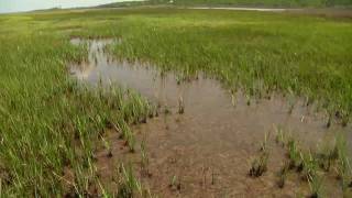 The Effects of Seagrass Wrack on Salt Marshes In the Grass [upl. by Yauq]