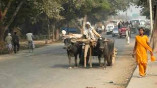 Bull Cart Agra India [upl. by Yhtak]