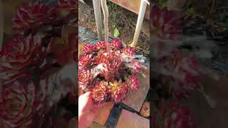 Useful tips for succulents 🪴 suculentas 다육이들 多肉植物 garden [upl. by Enimisaj]