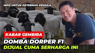 Domba Dorper F1 Dijual Cuma Seharga Ini  AGROTV9 [upl. by Sillsby]