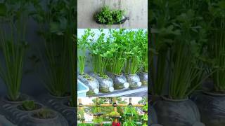 Easy coriander cultivation at home YouTube shortsreels videos [upl. by Schrick]