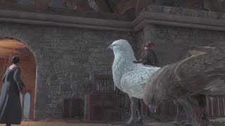 Hogwarts Legacy Recused This Bird Gameplay Part 26 [upl. by Bathsheb873]