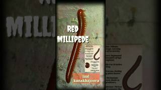 Red Millipedes ll laal kanakhajoora ll teluguni pokaredmillipede SdrVillageanimal [upl. by Hathaway]