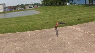 Falconry Kestrel hunting starlings [upl. by Haisa]