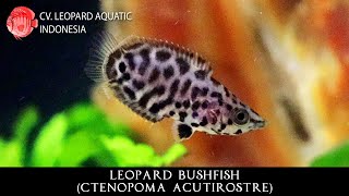 Ctenopoma acutirostre The LEOPARD Bushfish from Africa Leopard Aquatic J009A [upl. by Ratib]