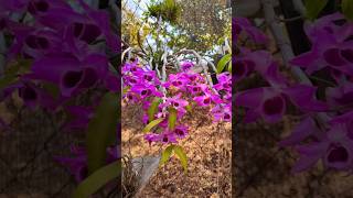 Cuidados com Orquídeas dendrobiuns dendrobiumanosmum [upl. by Bergeman]