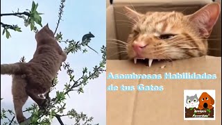 Amigos Favoritos  Asombrosas Habilidades de tus Gatos [upl. by Narcis]