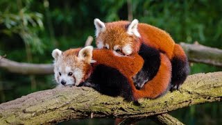 Red Panda Mating Video🔥  Making Love ❤  redpanda [upl. by Alokin695]