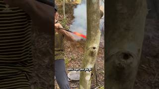 الشجرة التي تنتج الذهب العطري 🌲💎 [upl. by Airpac198]