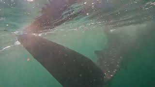 Cancun 2022  Whaleshark  3  Bye bye [upl. by Walcoff]