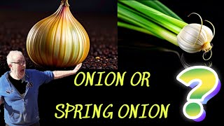 What Is the Difference Spring Onion or Normal Onions palletwoodcamper [upl. by Sandye]