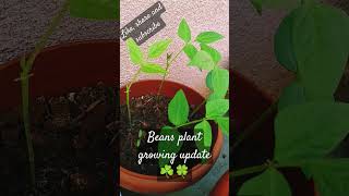 Beans plant growing update ☘️🍀 shortsfeed viralshort plants nature garden beans relaxingmusic [upl. by Sirad]