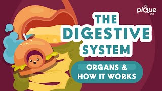 The Digestive System Organs And How It Works  Primary School Science Animation [upl. by Khorma]