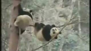 Panda Falling Out Of Tree  Funny Videos Do not watch if retarded [upl. by Akisey]